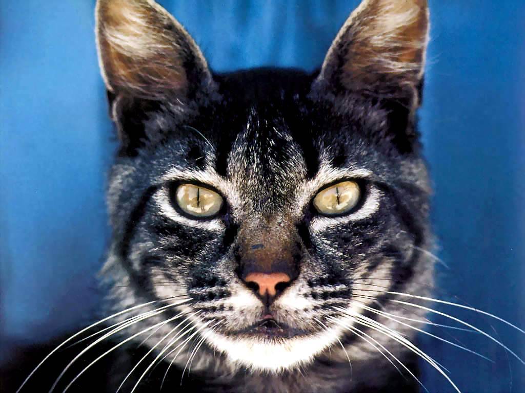 Gatti (203)